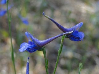 Delphinium nanum DC. subsp. elongatum (Boiss.) Blanché & al. [3/4]