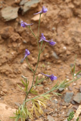 Delphinium nanum DC. subsp. elongatum (Boiss.) Blanché & al. [5/11]