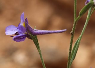 Delphinium nanum DC. subsp. elongatum (Boiss.) Blanché & al. [6/11]
