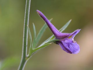 Delphinium nanum DC. subsp. elongatum (Boiss.) Blanché & al. [9/11]