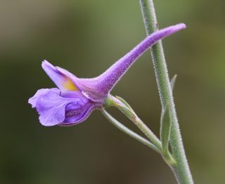Delphinium nanum DC. subsp. elongatum (Boiss.) Blanché & al. [11/11]