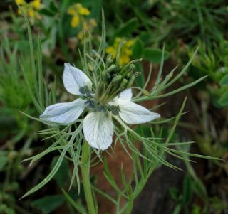 Nigella damascena L. [1/2]