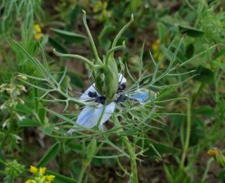 Nigella damascena L. [2/2]