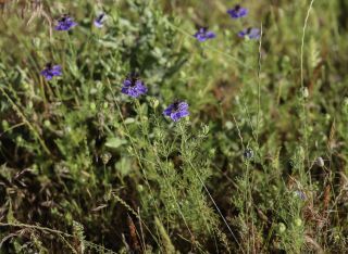 Nigella papillosa subsp. atlantica (Murb.) G. López [1/11]