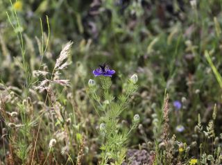 Nigella papillosa subsp. atlantica (Murb.) G. López [2/11]