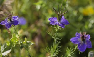 Nigella papillosa subsp. atlantica (Murb.) G. López [3/11]