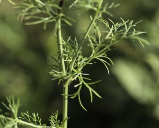 Nigella papillosa subsp. atlantica (Murb.) G. López [4/11]