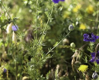 Nigella papillosa subsp. atlantica (Murb.) G. López [5/11]