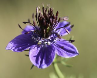 Nigella papillosa subsp. atlantica (Murb.) G. López [6/11]