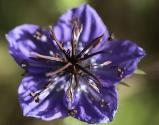 Nigella papillosa subsp. atlantica (Murb.) G. López [7/11]