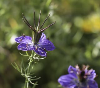 Nigella papillosa subsp. atlantica (Murb.) G. López [8/11]