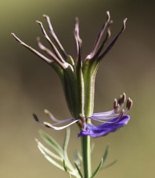 Nigella papillosa subsp. atlantica (Murb.) G. López [9/11]