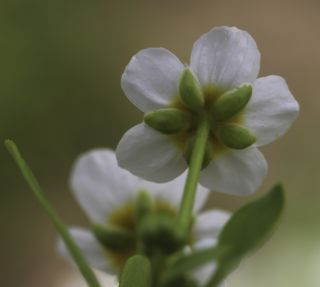 Ranunculus batrachioides Pomel [4/9]