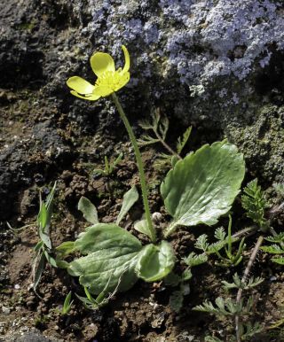 Ranunculus bullatus L. [2/7]