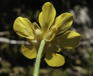 Ranunculus bullatus L. [6/7]