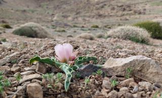 Ranunculus calandrinioides Oliver [3/6]