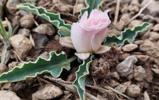 Ranunculus calandrinioides Oliver [4/6]
