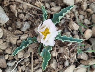 Ranunculus calandrinioides Oliver [5/6]