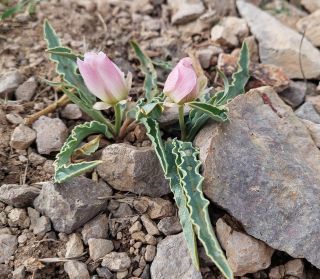 Ranunculus calandrinioides Oliver [6/6]