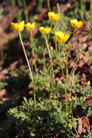 Ranunculus millefoliatus Vahl [5/6]