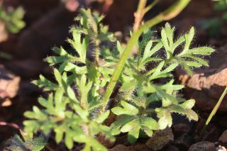 Ranunculus millefoliatus Vahl [6/6]