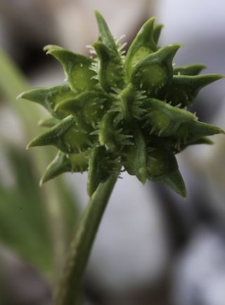 Ranunculus muricatus L. [3/7]