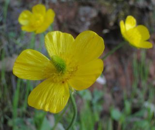 Ranunculus spicatus Desf. [2/3]