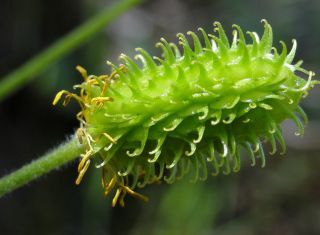 Ranunculus spicatus Desf. [3/3]