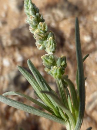Oligomeris linifolia (Vahl ex Hornem.) J. F. Macbr. [2/5]