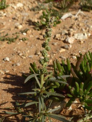 Oligomeris linifolia (Vahl ex Hornem.) J. F. Macbr. [4/5]