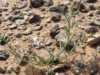 Oligomeris linifolia (Vahl ex Hornem.) J. F. Macbr. [1/5]