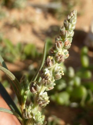 Oligomeris linifolia (Vahl ex Hornem.) J. F. Macbr. [5/5]