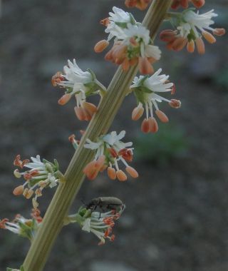 Reseda alba L. s. l. [5/9]