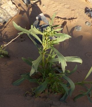 Reseda arabica Boiss. subsp. maroccana Abdallah & De Wit [1/7]