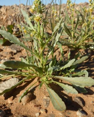 Reseda arabica Boiss. subsp. maroccana Abdallah & De Wit [2/7]