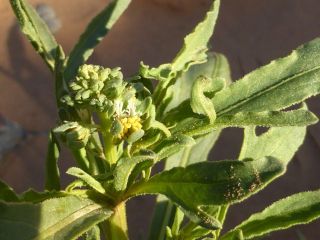 Reseda arabica Boiss. subsp. maroccana Abdallah & De Wit [3/7]