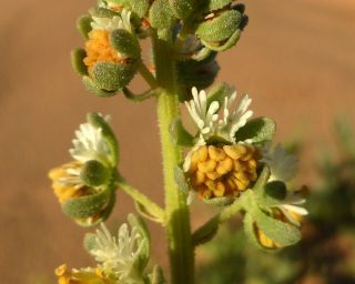 Reseda arabica Boiss. subsp. maroccana Abdallah & De Wit [4/7]