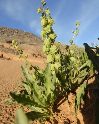 Reseda arabica Boiss. subsp. maroccana Abdallah & De Wit [5/7]