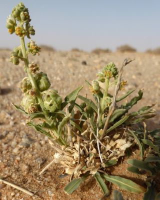Reseda arabica Boiss. subsp. maroccana Abdallah & De Wit [6/7]