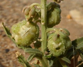 Reseda arabica Boiss. subsp. maroccana Abdallah & De Wit [7/7]