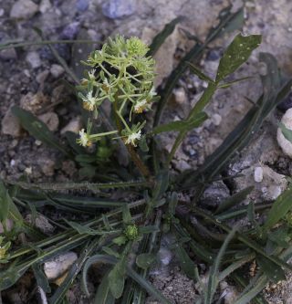 Reseda diffusa (Ball) Ball [1/9]