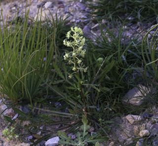 Reseda diffusa (Ball) Ball [2/9]