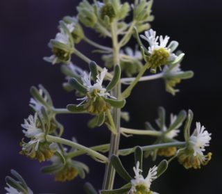 Reseda diffusa (Ball) Ball [4/9]