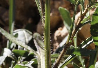 Reseda diffusa (Ball) Ball [5/9]