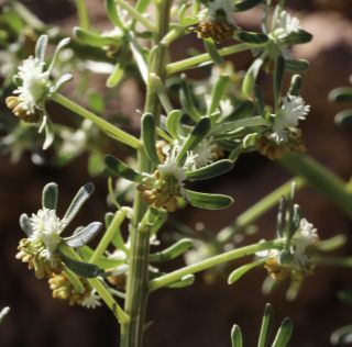 Reseda diffusa (Ball) Ball [6/9]