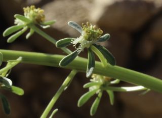 Reseda diffusa (Ball) Ball [7/9]