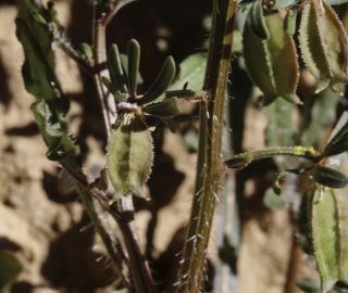 Reseda diffusa (Ball) Ball [9/9]