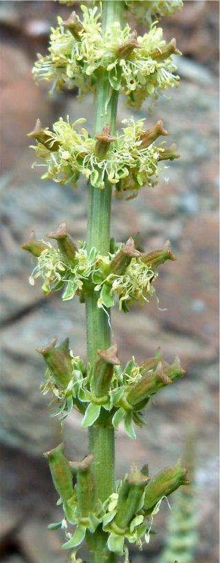 Reseda elata Müller Arg. [3/17]