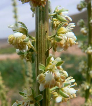 Reseda elata Müller Arg. [5/17]