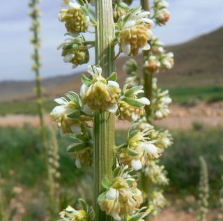 Reseda elata Müller Arg. [6/17]